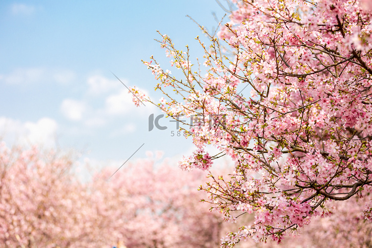 花季樱花春天花朵春摄影图配图