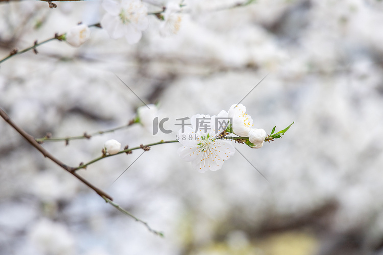 花卉春天梨花花丛摇曳摄影图配图