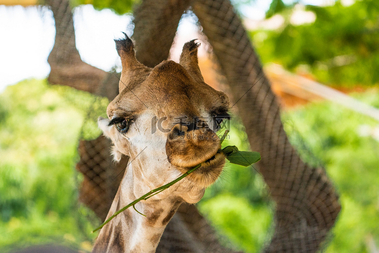 长颈鹿动物野生自然动物日摄影图