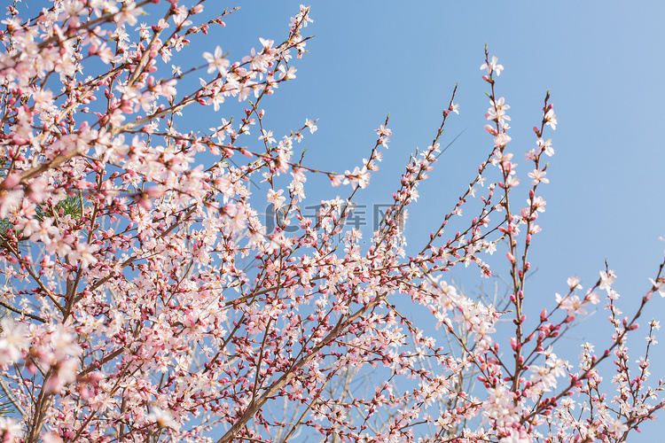自然风景春天桃花公园盛开摄影图