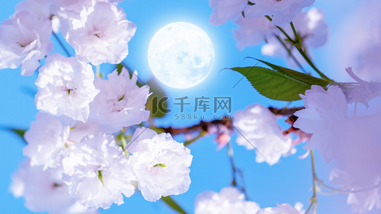 花好月圆美满中秋夜晚月亮鲜花花