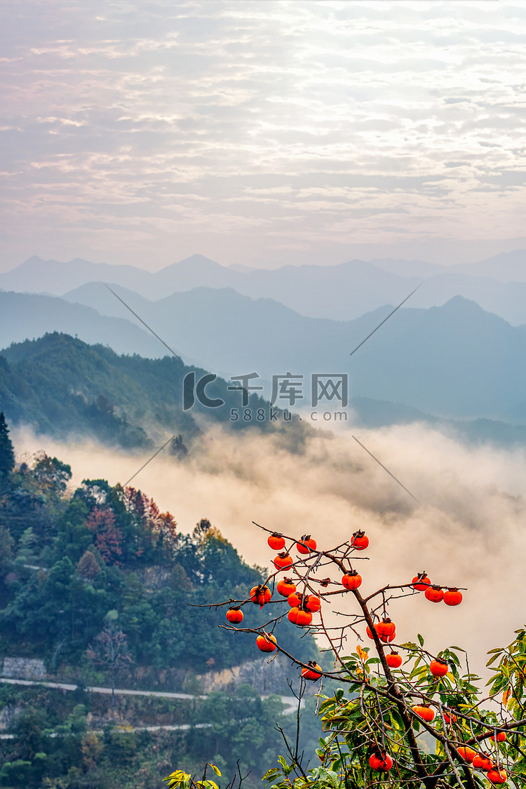 秋天旅游清晨柿子山区漂动摄影图