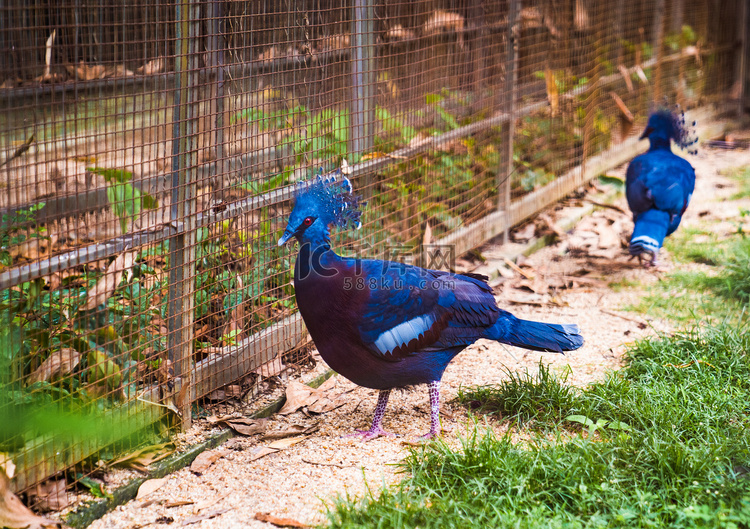 蓝凤冠鸠禽类珍稀动物自然摄影图