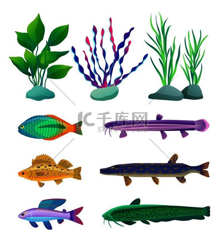 各种藻类、掠食性和水族馆鱼类稀