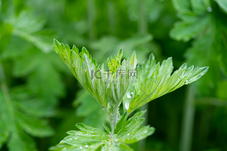 端午节五月五艾草田园挂艾草摄影