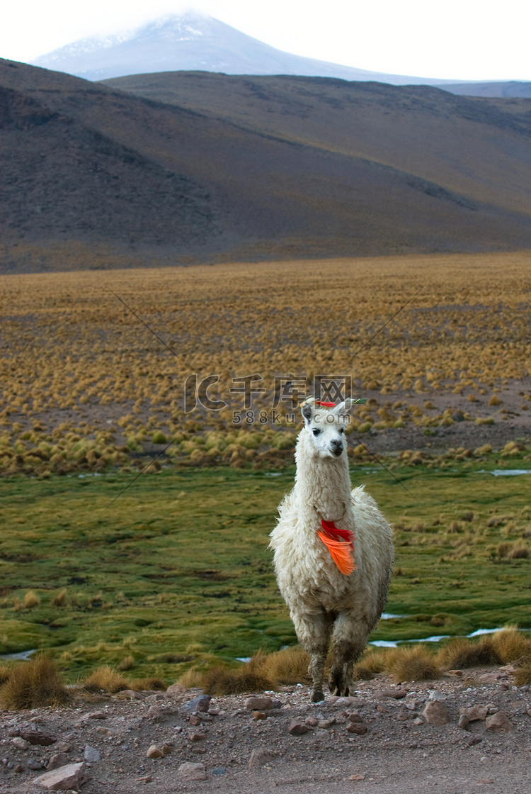 驼山的玻利维亚