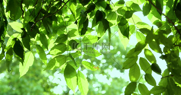 夏天绿植树叶透光风景文艺清新