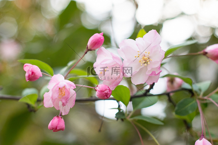 花春天花瓣风景特写摄影图配图