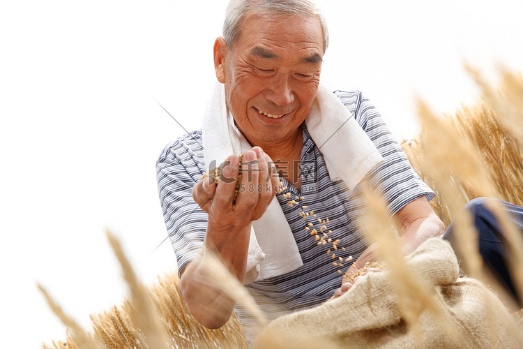 农民用手捧着麦粒