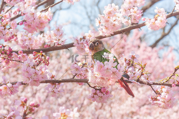 春日樱花与枝头栖息的小鹦鹉摄影