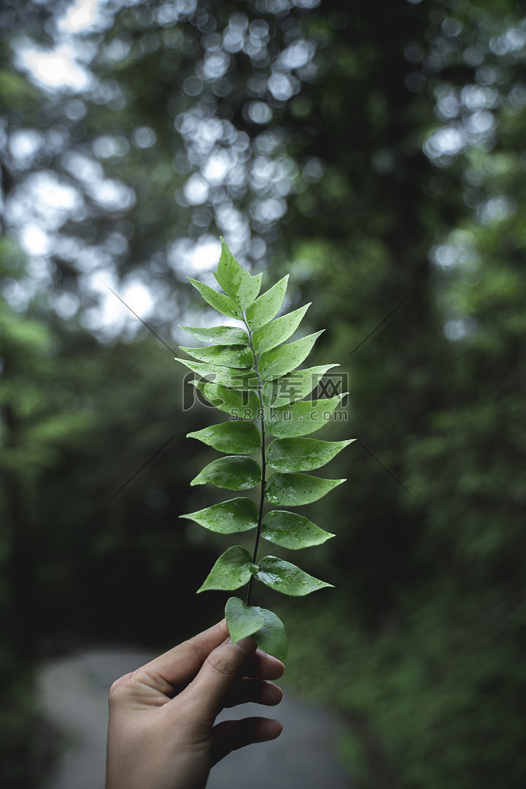 蕨类森林午后蕨类植物户外手持摄