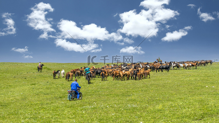 草原牧场上午马群夏季素材摄影图
