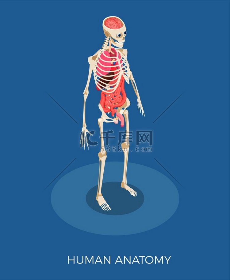 人体解剖学等距组合与骨骼和内脏