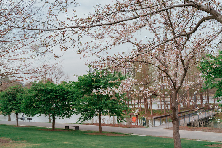 花朵春日樱花公园春天摄影图配图