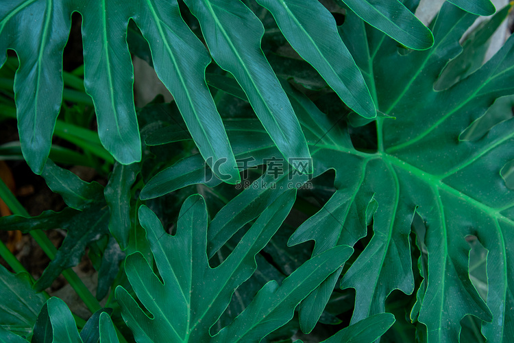植物白天棕榈叶植物园生长摄影图