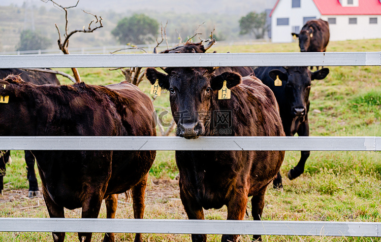 动物主题白昼黑牛户外拍摄摄影图
