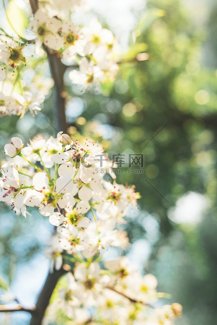 梨花暖春立春植物赏花摄影图配图