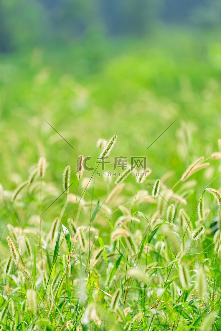 夏季早上狗尾巴草户外野草摄影图