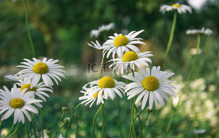 公园里的花朵下午花朵公园无摄影