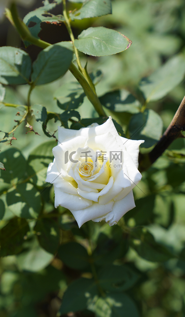 夏天上午白色玫瑰花公园摄影摄影
