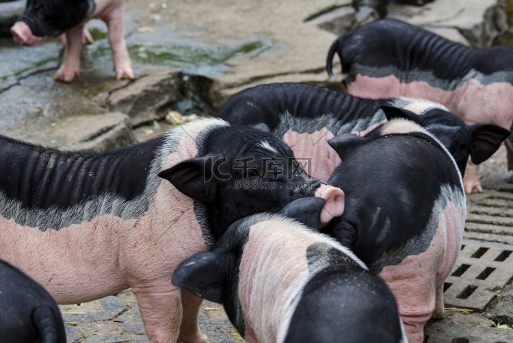 广州广州动物园一群香猪在白天嬉