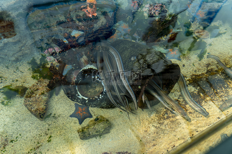 动物世界白天鳗鱼展厅参观摄影图