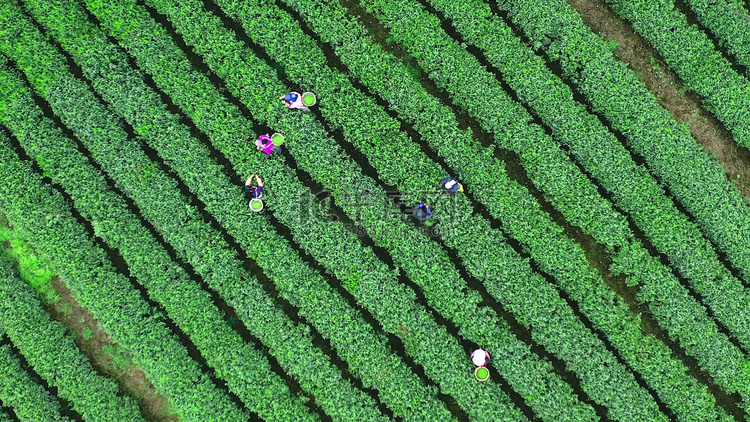 航拍环绕上升春天茶园工人采茶劳