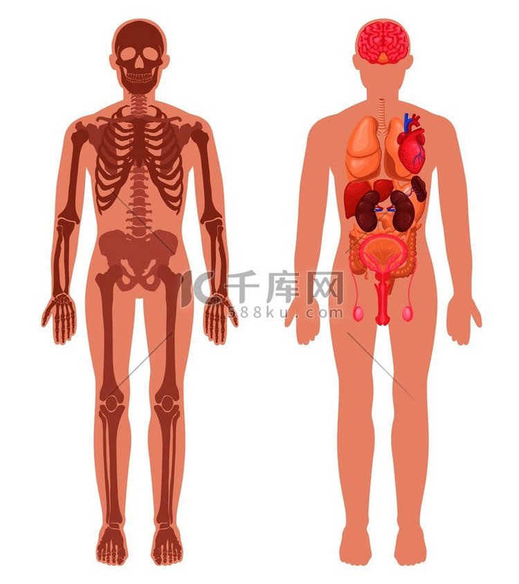 男性身体分离矢量图中具有骨骼结