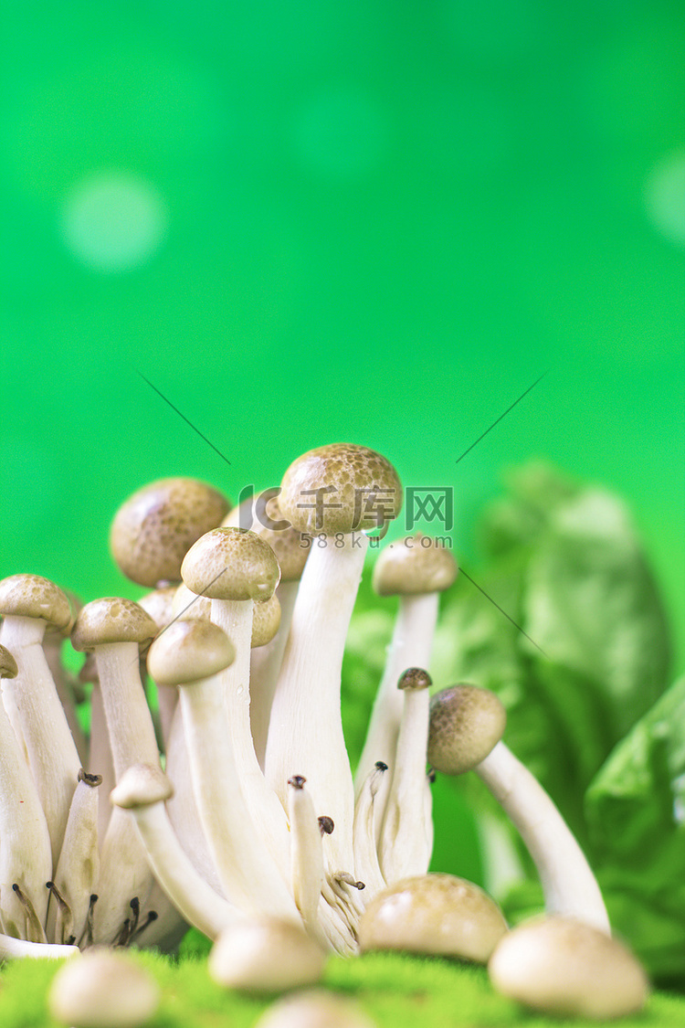 静物蔬菜食材蘑菇菌菇健康蘑菇摄
