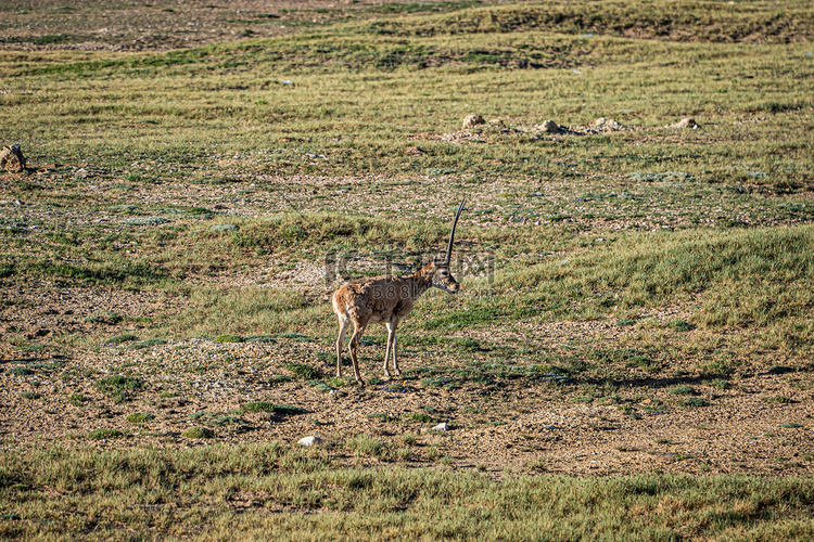 藏羚羊白天羊草原拍摄摄影图配图