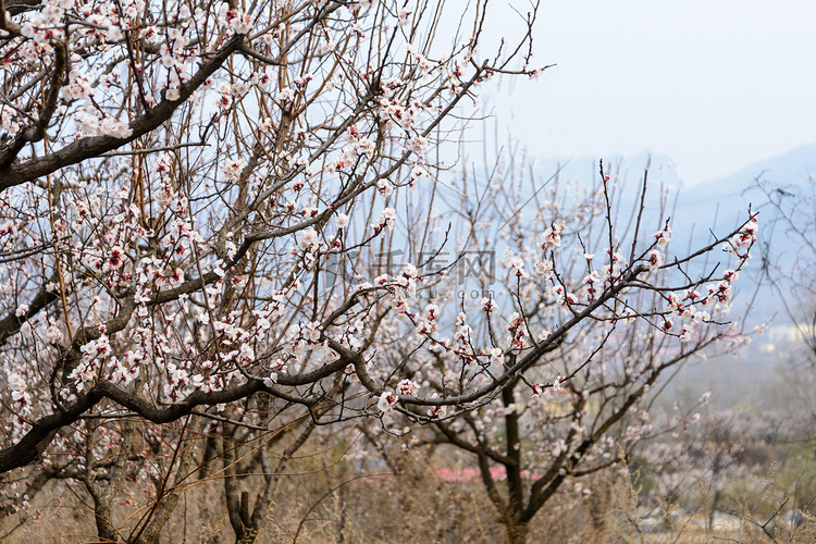 风景白天杏花树树林盛开摄影图配