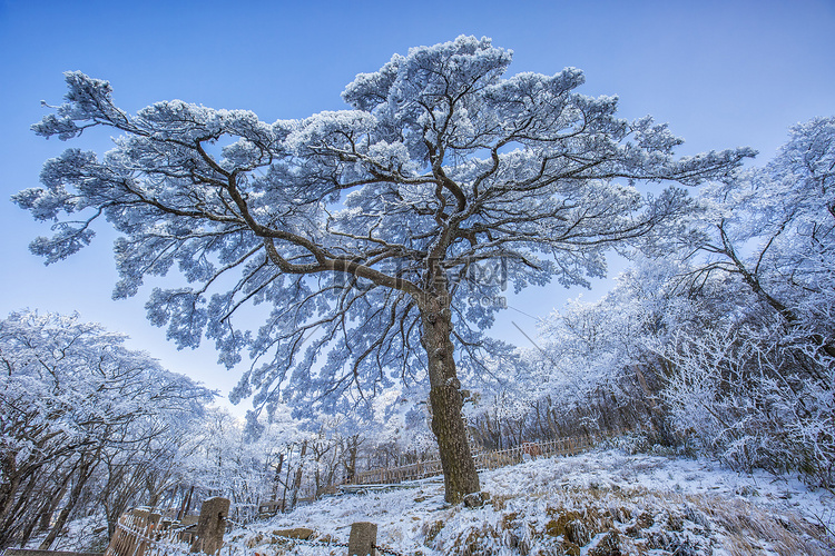冬季白雪和松树摄影图