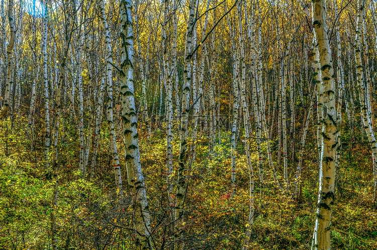 白桦树下午白桦树秋季旅游摄影图