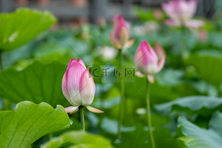 荷花早上花公园赏花摄影图配图