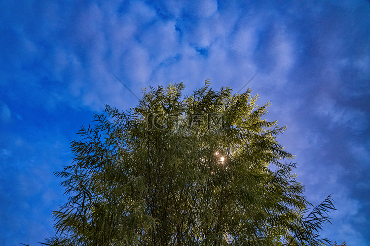 自然风景夜晚树湖边仰拍摄影图配