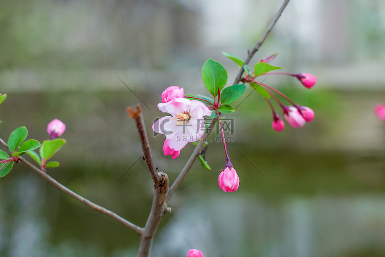 河边桃花盛开摄影图