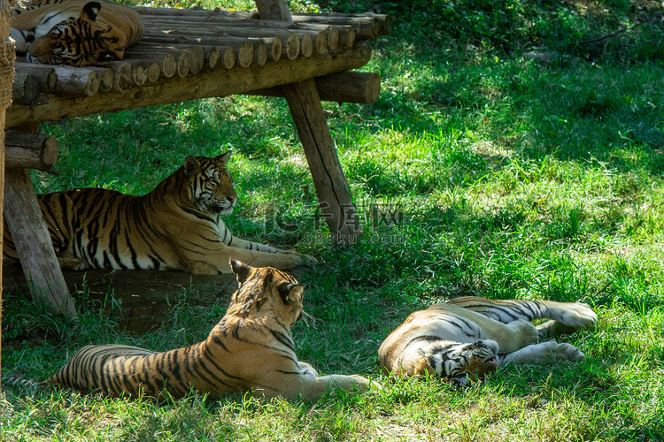 动物白天三只老虎动物园玩耍摄影