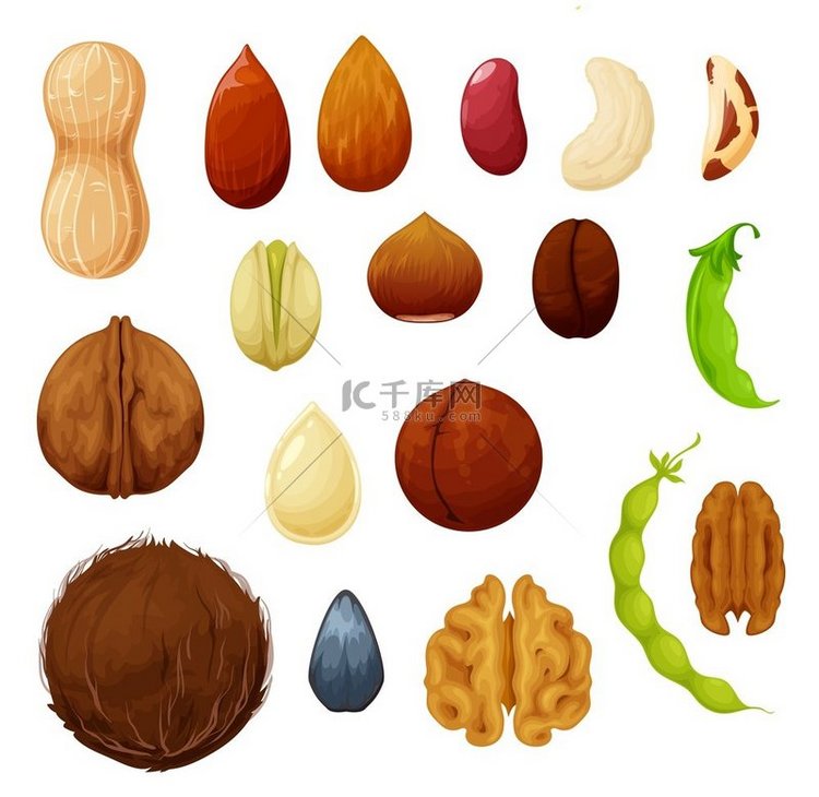 坚果和豆类天然食品种子矢量图标