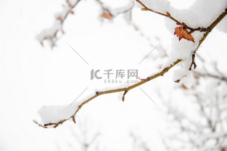 冬季大雪落雪的树枝白天落雪的树