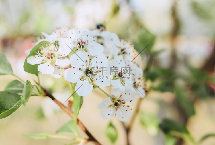 梨花花卉春天植物赏花摄影图配图