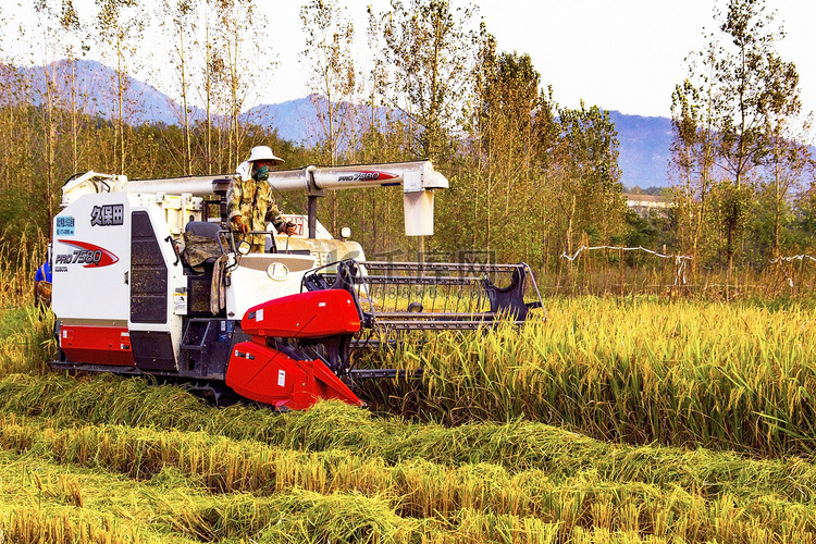 农业秋水稻丰收收割机摄影图配图