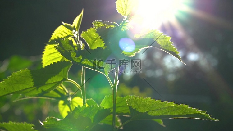 实拍唯美文艺清新的树叶