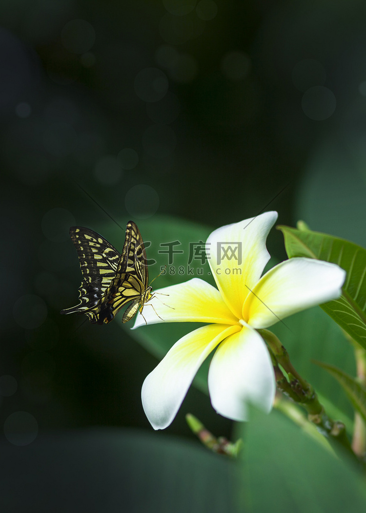 蝴蝶花朵春天蝴蝶花朵飞舞摄影图