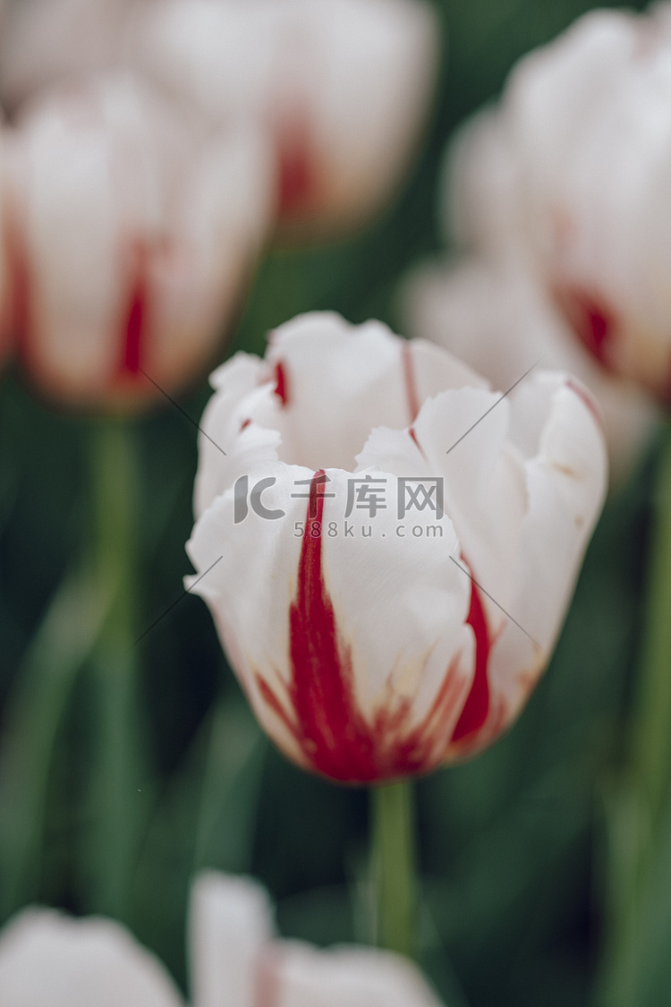 风景郁金香花海花朵白色摄影图配