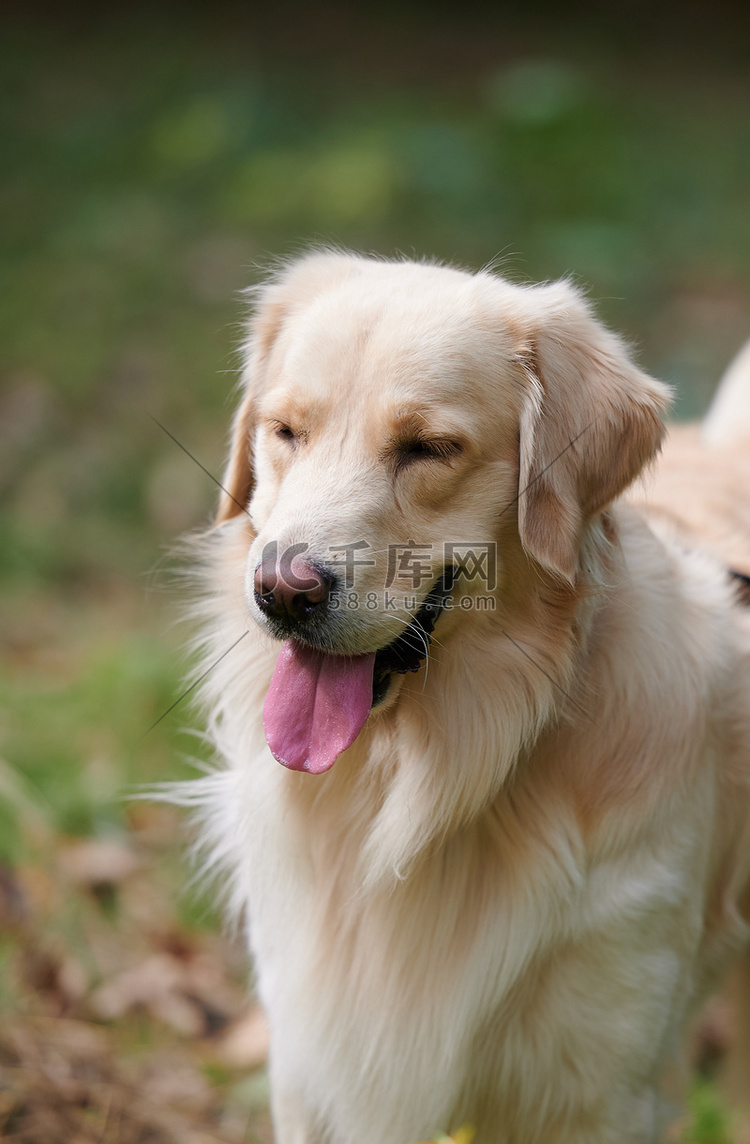 世界动物界宠物狗金毛犬金毛寻回