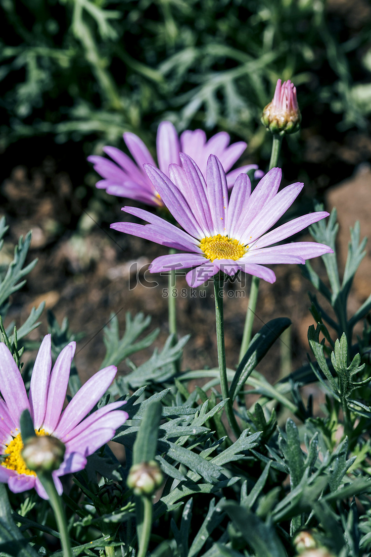 绿化观赏花圃粉色小菊花摄影图配