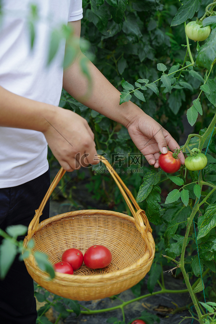 夏天下午采摘西红柿农场田地摄影
