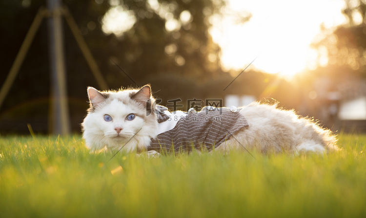 公园里的猫夕阳猫公园无摄影图配