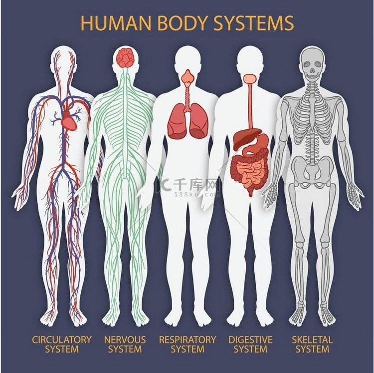 医疗身体系统载体医学身体系统矢