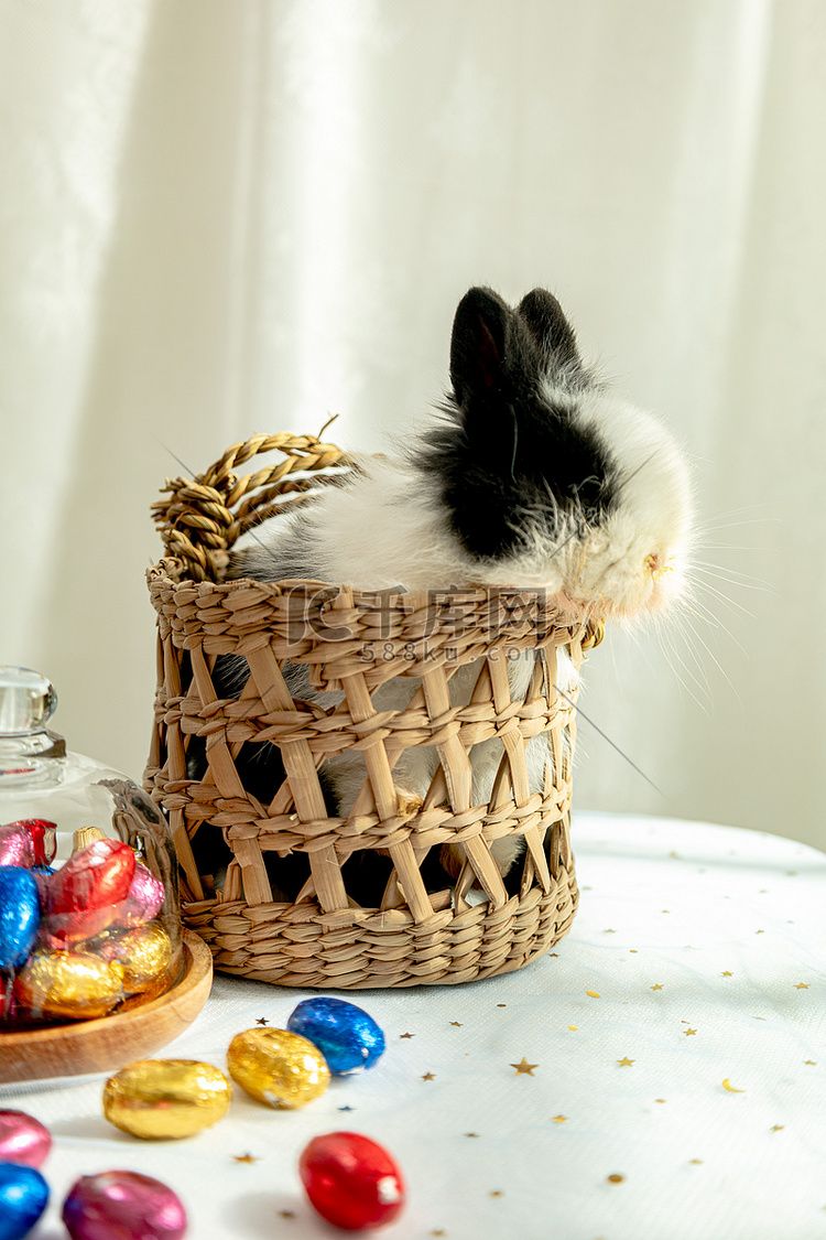 兔子复活节兔子在蓝子里复活节兔